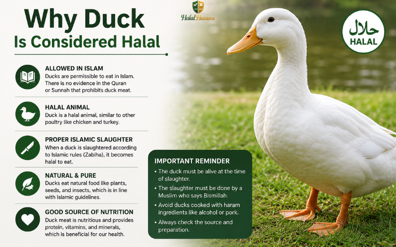 Why Duck Is Considered Halal