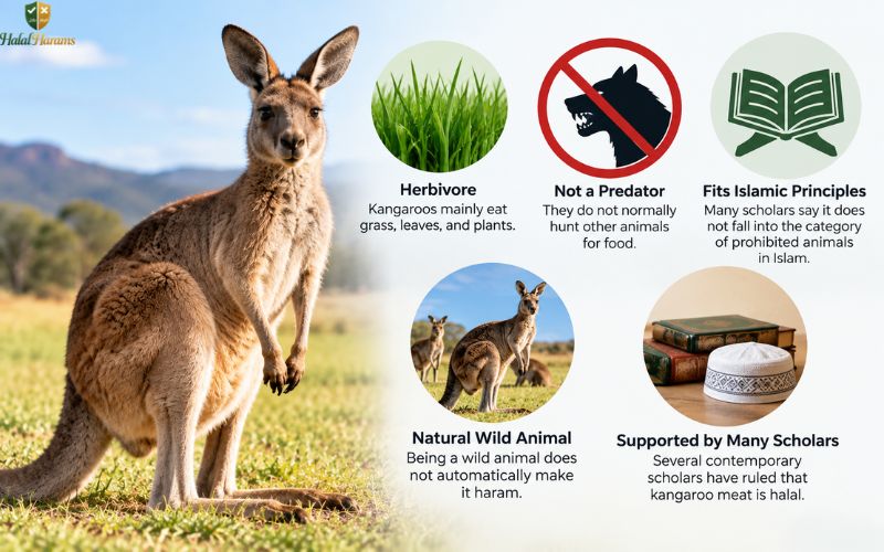Is Kangaroo Meat Halal